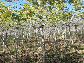 8公分金叶复叶槭价格 优质红豆杉供应批发