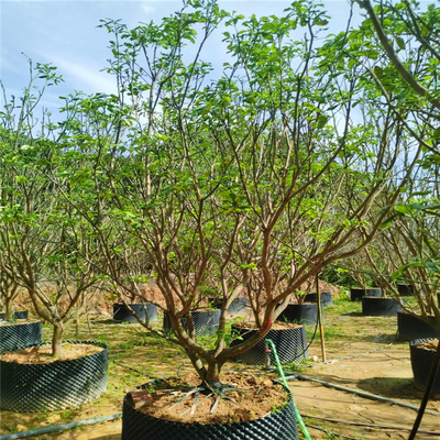 贵州丛生香橼假植苗 景观香泡树 自产自销 质优价廉